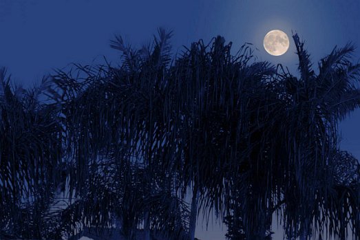 436-Palm-Moon